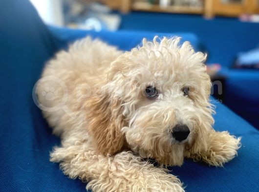 6 Aylık Erkek Minyatür Poodle Oğlumuz görsel
