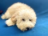 6 Aylık Erkek Minyatür Poodle Oğlumuz