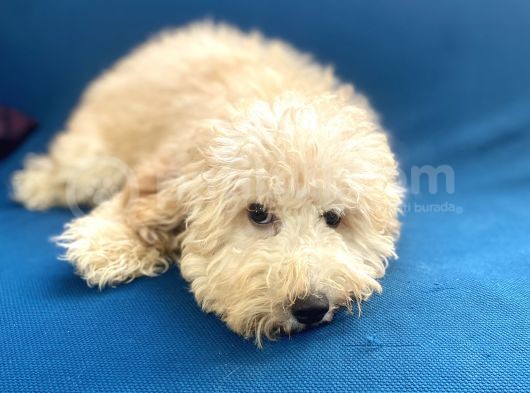 6 Aylık Erkek Minyatür Poodle Oğlumuz görsel