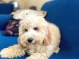 6 Aylık Erkek Minyatür Poodle Oğlumuz