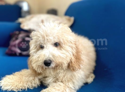 6 Aylık Erkek Minyatür Poodle Oğlumuz görsel
