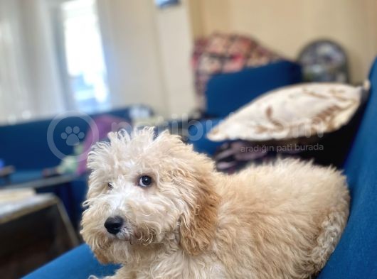6 Aylık Erkek Minyatür Poodle Oğlumuz görsel