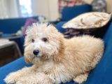6 Aylık Erkek Minyatür Poodle Oğlumuz