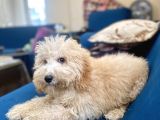 6 Aylık Erkek Minyatür Poodle Oğlumuz