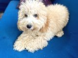 6 Aylık Erkek Minyatür Poodle Oğlumuz