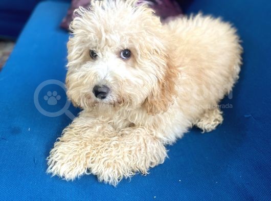 6 Aylık Erkek Minyatür Poodle Oğlumuz görsel