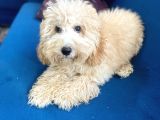 6 Aylık Erkek Minyatür Poodle Oğlumuz