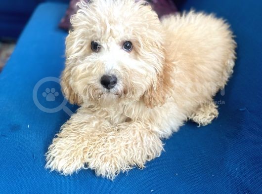 6 Aylık Erkek Minyatür Poodle Oğlumuz görsel