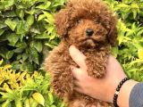 Bu poodle kaçmazz