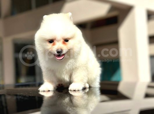 Ayı Surat Pomerian Yavrumuz görsel