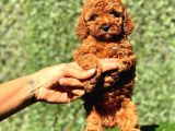 SAF IRK VE EFSANE GÜZELLİKTEKİ  YAVRULARIMIZ VON ALP PET GÜVENCESİYLE