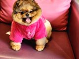 Üst Kalite Pomeranian Boo Di̇şi̇