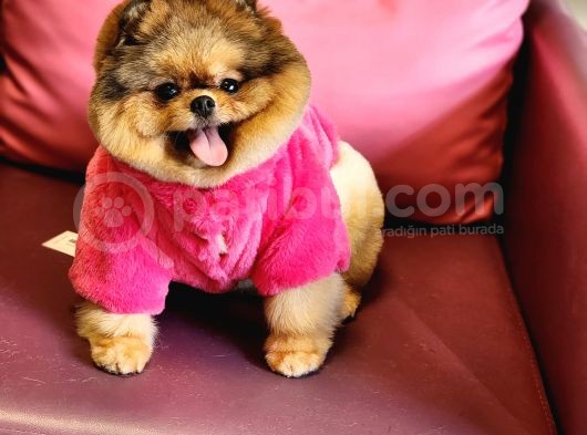 Üst Kalite Pomeranian Boo Di̇şi̇ görsel