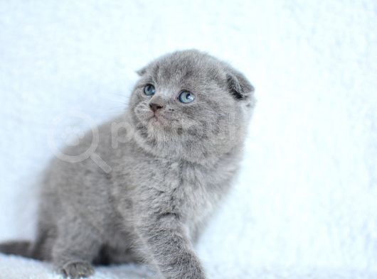 Topaç Gibi Yusyuvarlak Gri Scottish Fold görsel