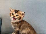 British Shorthair Erkek Kedim Yeni Yuvasını Arıyor