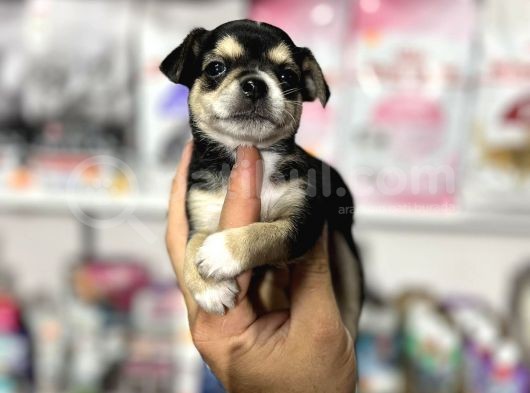 Mi̇ni̇  Boy Orji̇nal Teacup Şi̇vava Yavrular görsel