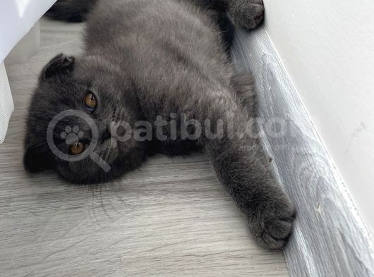 2 Aylık Dişi Sağlıklı Yavrularımız