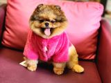 Üst Kalite Pomeranian Boo DİŞİ