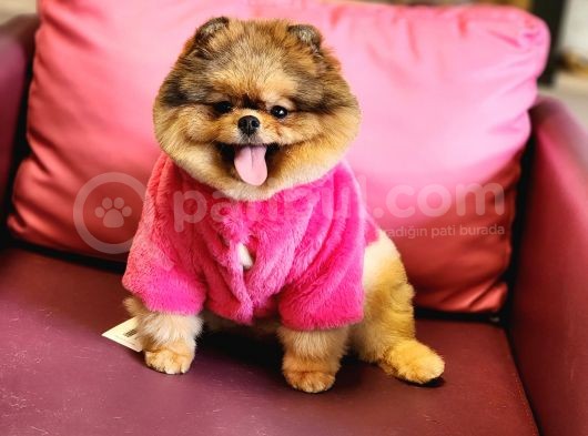 Üst Kalite Pomeranian Boo Di̇şi̇