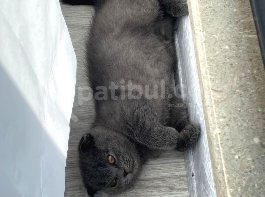 2 Aylık Dişi Sağlıklı Yavrularımız görsel
