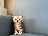 Silver Tabby British Shorthair Erkek