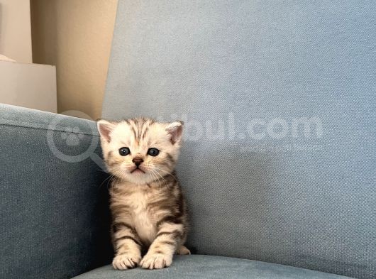 Silver Tabby British Shorthair Erkek görsel