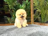 Harika Yüz Yapısına Sahip Pomeranian Yavrularımız