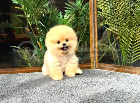 Harika Yüz Yapısına Sahip Pomeranian Yavrularımız