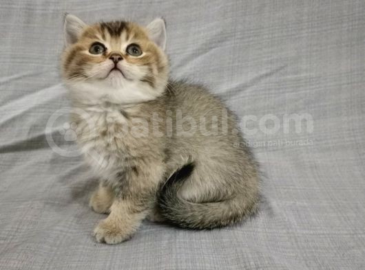 Di̇şi̇ Black Golden Bri̇ti̇sh Bebeği̇m Yuva Ariyor görsel