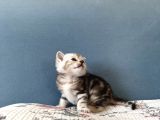 Silver Tabby British Shorthair Erkek