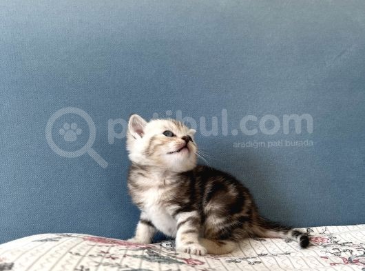 Silver Tabby British Shorthair Erkek görsel