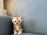 Silver Tabby British Shorthair Erkek