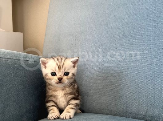 Silver Tabby British Shorthair Erkek