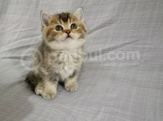 Di̇şi̇ Black Golden Bri̇ti̇sh Bebeği̇m Yuva Ariyor