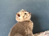 British Shorthair Erkek Kedim Yeni Yuvasını Arıyor