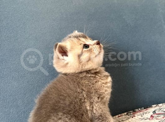 British Shorthair Erkek Kedim Yeni Yuvasını Arıyor görsel