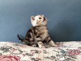 Silver Tabby British Shorthair Erkek
