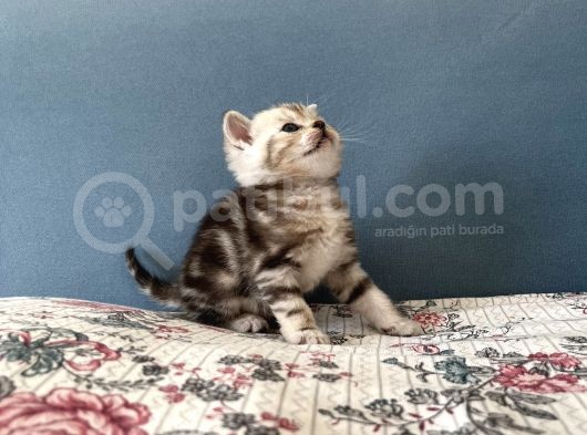 Silver Tabby British Shorthair Erkek görsel