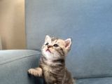 Silver Tabby British Shorthair Erkek