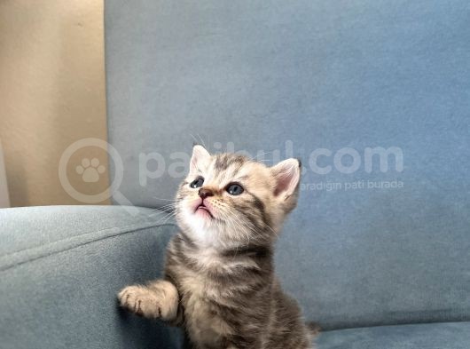 Silver Tabby British Shorthair Erkek görsel