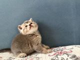 British Shorthair Erkek Kedim Yeni Yuvasını Arıyor