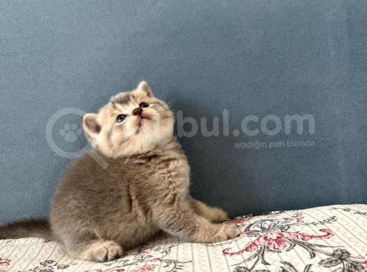 British Shorthair Erkek Kedim Yeni Yuvasını Arıyor görsel