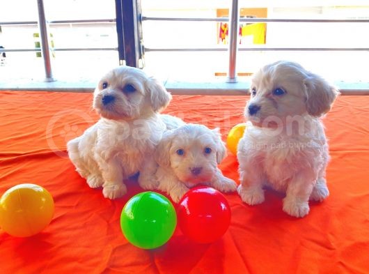 A Kalite Maltese Terrier Yavrularımız görsel