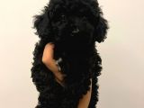 Ev Ortamından Toy Poodle