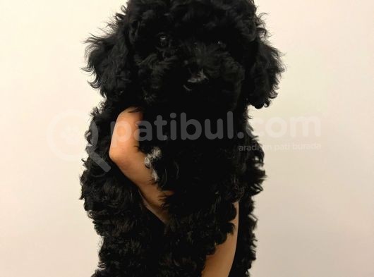Ev Ortamından Toy Poodle görsel