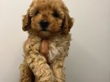 Ev Ortamından Toy Poodle