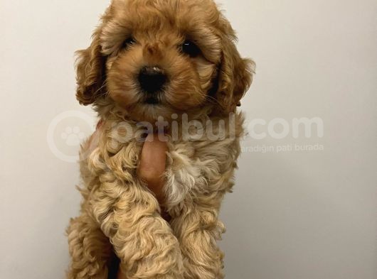 Ev Ortamından Toy Poodle görsel