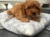 Ev Ortamından Toy Poodle