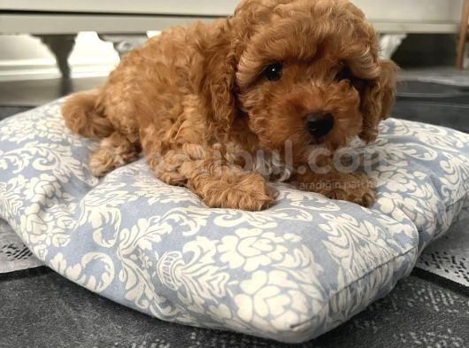 Ev Ortamından Toy Poodle görsel