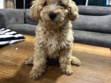 Apricot Toy Poodle Yavrular